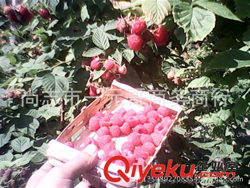 暫售銷(xiāo)售.自產(chǎn)雙季紅樹(shù)莓鮮果 馬林  托卜 托樸  新鮮水果 新摘的