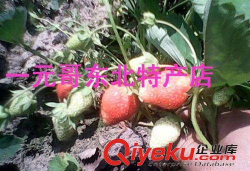 電話自取 限哈爾濱 大地新鮮草莓  露天大地種植  現(xiàn)摘當(dāng)天發(fā)貨原始圖片2