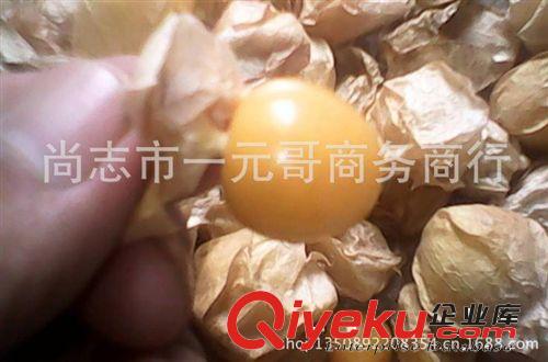 自產(chǎn)東北油豆角種子 將軍一點紅 超面油豆 干種不泡水發(fā)芽 新籽