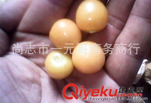 農(nóng)家自產(chǎn) 黃姑娘果種子 黃菇娘洋姑娘兒種子 甜菇娘種子 黃燈籠果原始圖片3