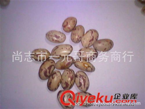 自產(chǎn)東北油豆角種子 將軍一點紅 超面油豆 干種不泡水發(fā)芽 新籽原始圖片3