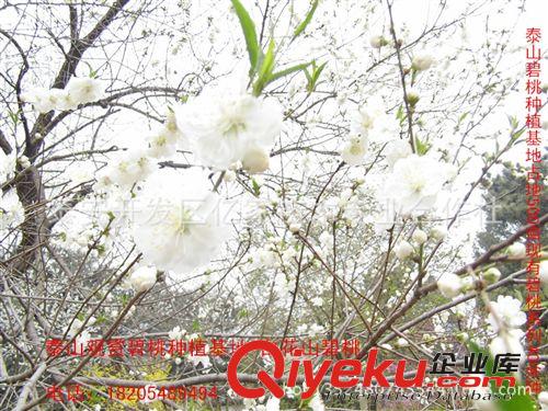 山東碧桃，照手白碧桃，1公分價格2.5元，18605387715