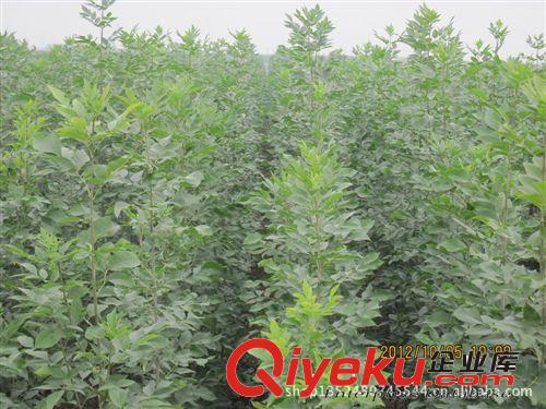 低價供應速生白蠟 米徑1公分