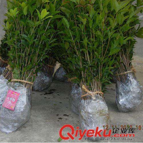 苗木 桂花樹苗批發金桂 桂花苗50-80cm濃香型庭院植物 自產自銷原始圖片2