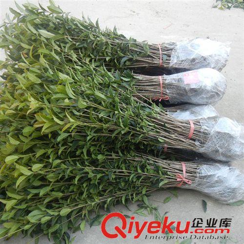 苗木 桂花樹苗批發金桂 桂花苗50-80cm濃香型庭院植物 自產自銷原始圖片3