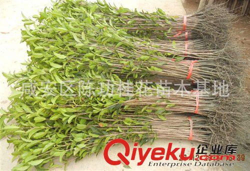 苗木 桂花樹苗批發金桂 桂花苗50-80cm濃香型庭院植物 自產自銷