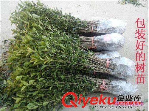 苗木 桂花樹苗批發金桂 桂花苗60-80cm濃香型庭院植物 自產自銷原始圖片2