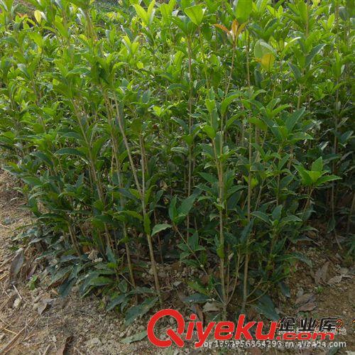 苗木 桂花樹苗批發金桂 桂花苗60-80cm濃香型庭院植物 自產自銷原始圖片3