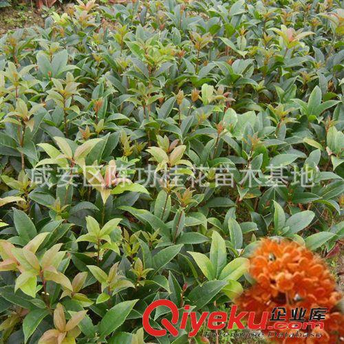 苗木 桂花樹苗批發金桂 桂花苗60-80cm濃香型庭院植物 自產自銷