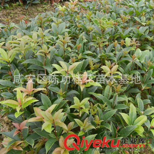 桂花樹苗批發丹桂 狀元紅 苗木 10-30cm 濃香型庭院植物自產自銷原始圖片2
