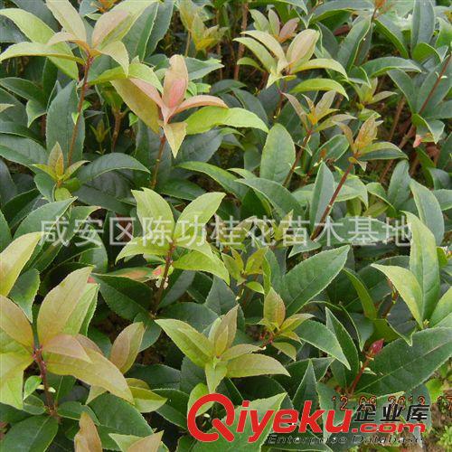 桂花樹苗批發丹桂 狀元紅 苗木 10-30cm 濃香型庭院植物自產自銷原始圖片3