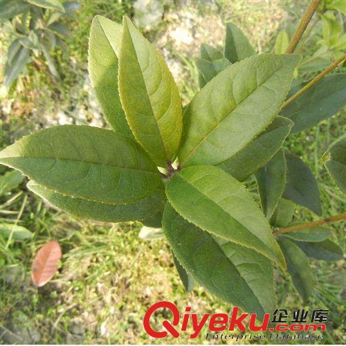 桂花樹苗批發(fā) 丹桂狀元紅60-80cm高 庭院綠化苗木 品種純正
