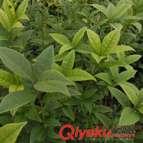 桂花樹苗批發(fā) 丹桂狀元紅60-80cm高 庭院綠化苗木 品種純正
