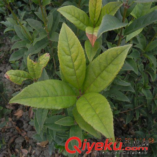 桂花樹苗批發(fā) 丹桂狀元紅60-80cm高 庭院綠化苗木 品種純正原始圖片2
