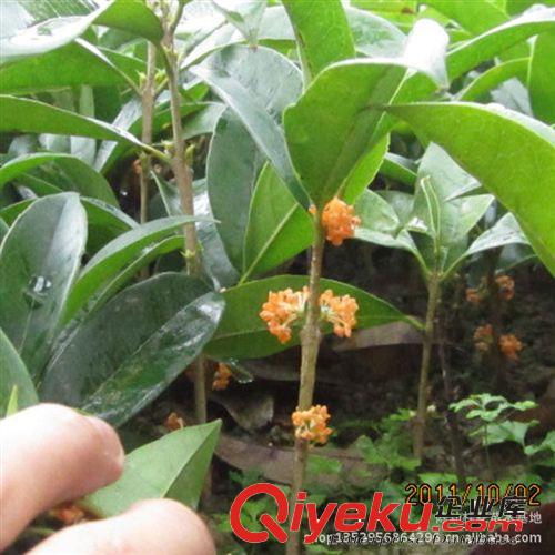 桂花樹苗批發(fā) 丹桂狀元紅60-80cm高 庭院綠化苗木 品種純正原始圖片3