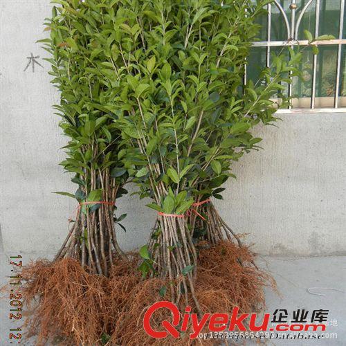 桂花樹苗批發(fā) 丹桂狀元紅60-80cm高 庭院綠化苗木 品種純正