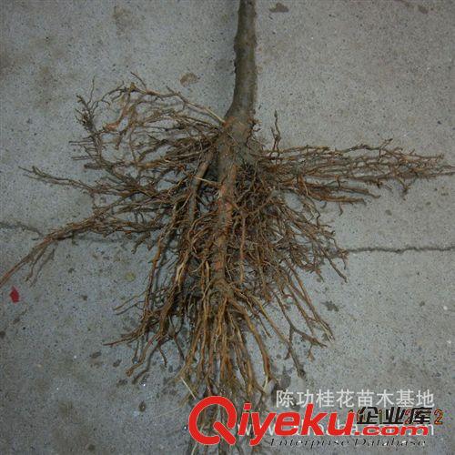 桂花樹苗批發金桂丹桂 直徑1公分花香 庭院綠化苗木 觀花植物盆栽原始圖片3