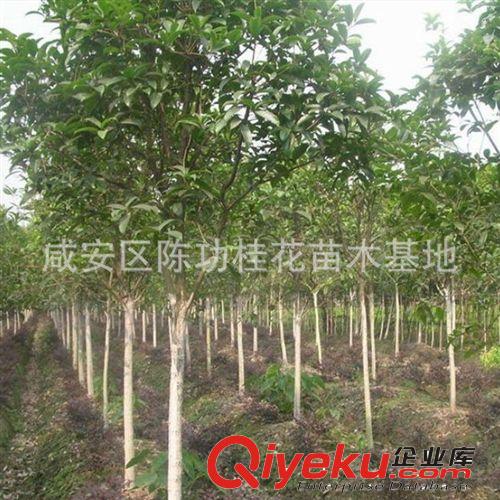 桂花樹苗批發金桂丹桂 直徑1公分花香 庭院綠化苗木 觀花植物盆栽