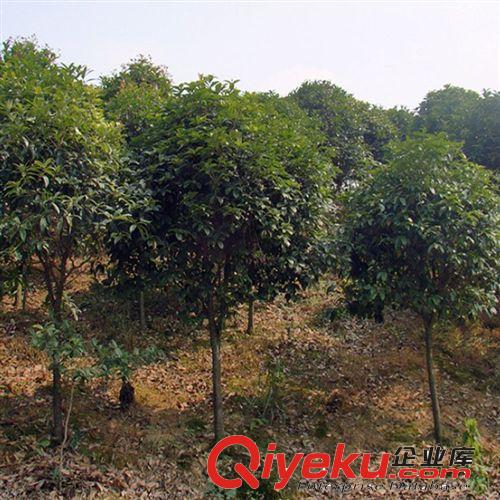 桂花樹苗批發(fā) 金桂樹苗5公分 工程苗 庭院綠化苗木 歡迎來電咨詢