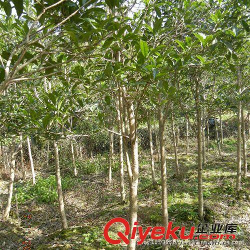 桂花樹苗批發(fā) 金桂樹苗5公分 工程苗 庭院綠化苗木 歡迎來電咨詢
