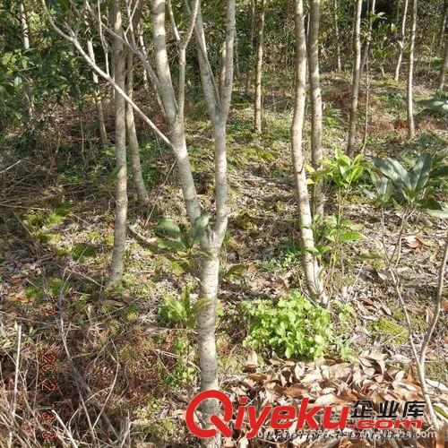 桂花樹苗批發(fā) 金桂樹苗5公分 工程苗 庭院綠化苗木 歡迎來電咨詢?cè)紙D片3