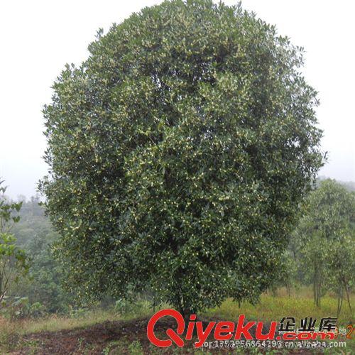 桂花樹苗批發(fā) 金桂樹苗5公分 工程苗 庭院綠化苗木 歡迎來電咨詢