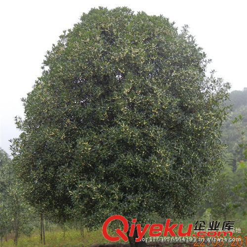 現貨供應優質大桂花樹35公分桂花 各種大小規格齊全 歡迎實地考察原始圖片2