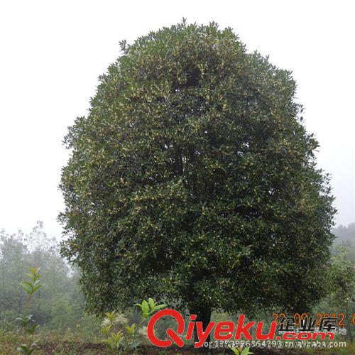 現貨供應優質大桂花樹35公分桂花 各種大小規格齊全 歡迎實地考察原始圖片3