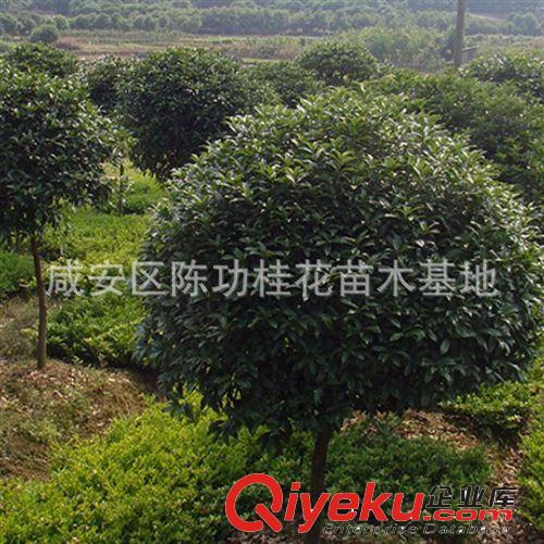 現貨供應優質大桂花樹35公分桂花 各種大小規格齊全 歡迎實地考察