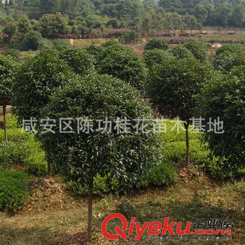 供應各種規格桂花樹 樹苗 綠化苗木7-8公分桂花 價格低 樹形好原始圖片2