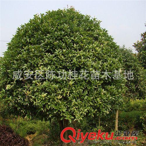 供應各種規格桂花樹 樹苗 綠化苗木7-8公分桂花 價格低 樹形好原始圖片3