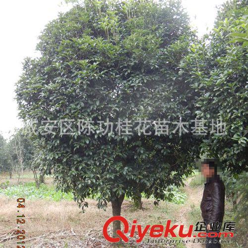 供應各種規格桂花樹 樹苗 綠化苗木7-8公分桂花 價格低 樹形好