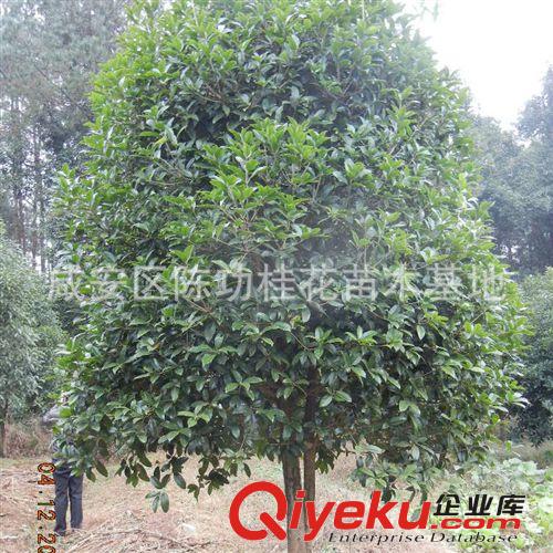 供應各種規格桂花樹 庭院綠化植物樹苗  綠化苗木桂花樹10公分原始圖片2