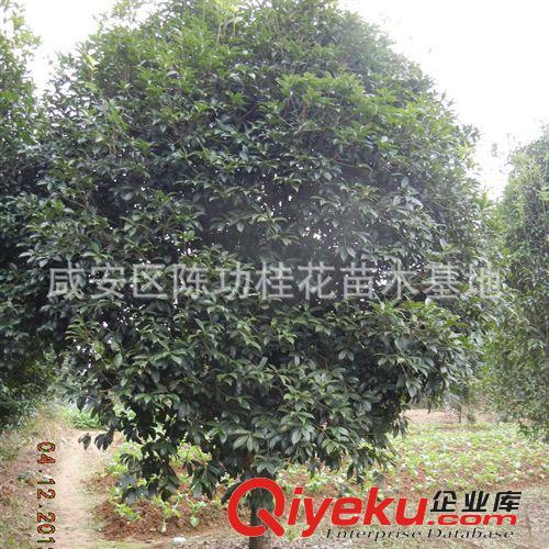 供應各種規格桂花樹 庭院綠化植物樹苗  綠化苗木桂花樹10公分原始圖片3