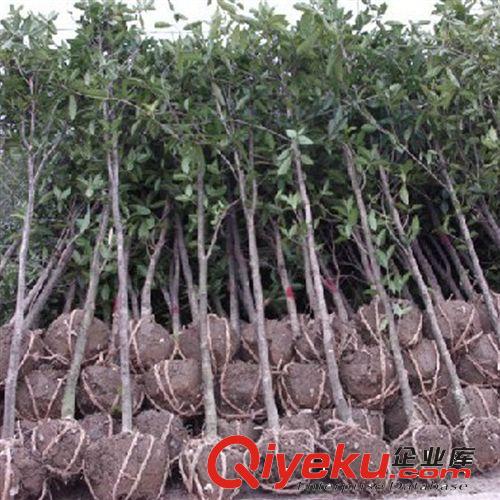 桂花樹苗批發金桂丹桂 直徑2公分花香 庭院綠化苗木 觀花植物盆栽