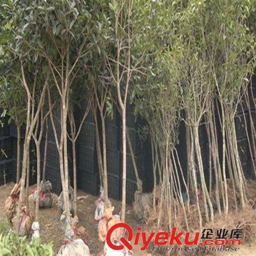 桂花樹苗批發金桂丹桂 直徑2公分花香 庭院綠化苗木 觀花植物盆栽