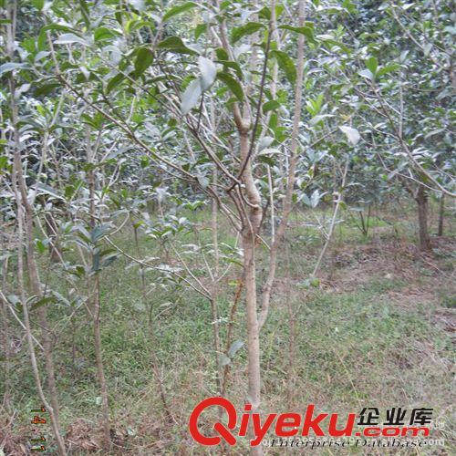 桂花樹苗批發金桂丹桂 直徑2公分花香 庭院綠化苗木 觀花植物盆栽原始圖片2