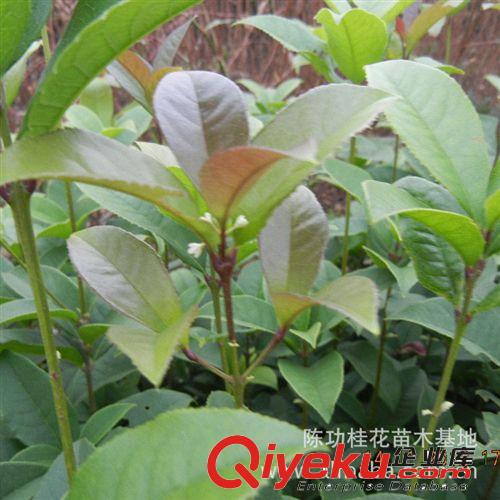 桂花樹苗批發金桂丹桂 直徑2公分花香 庭院綠化苗木 觀花植物盆栽