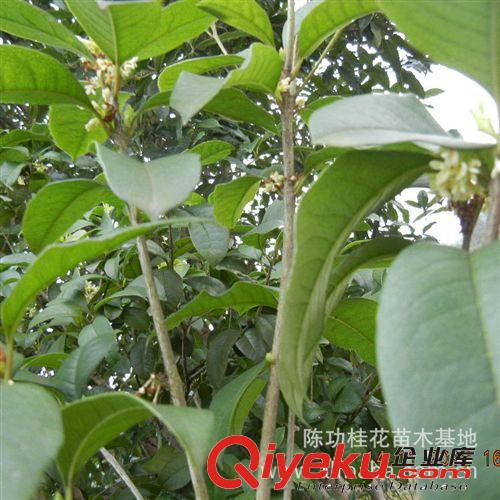 苗木 桂花樹苗批發 金桂丹桂 四季桂40-70cm 香氣濃郁 成活率高原始圖片3