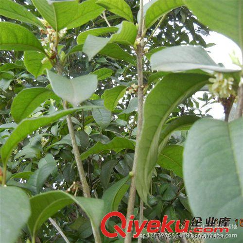 苗木 桂花樹苗批發 金桂丹桂 四季桂40-70cm 香氣濃郁 成活率高