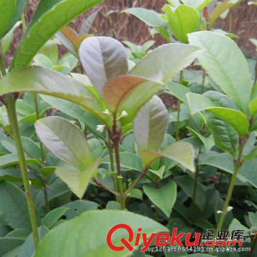 桂花樹苗批發(fā) 四季桂花樹樹苗25-50cm 四季開花 庭院植物樹苗原始圖片2