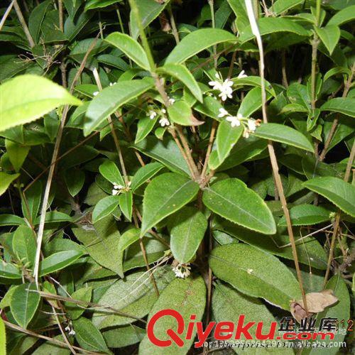 桂花樹苗批發(fā) 四季桂花樹樹苗25-50cm 四季開花 庭院植物樹苗原始圖片3