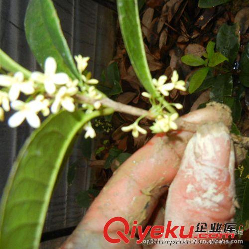 桂花樹苗批發(fā) 四季桂花樹樹苗25-50cm 四季開花 庭院植物樹苗