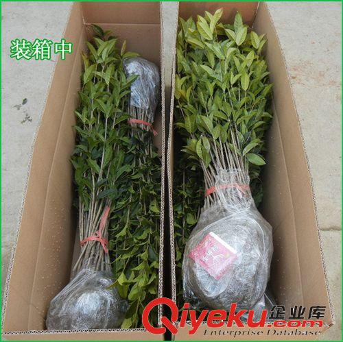 苗木 桂花樹苗批發(fā) 四季桂10-30cm四季開花風景樹苗 工程樹苗