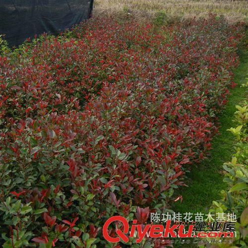 桂花樹苗批發 紅葉石楠小苗1-1.5M高 庭院綠化苗木樹苗 量大優惠原始圖片3