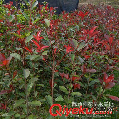 苗木 桂花樹苗批發 紅葉石楠10-50cm 越冷越紅 自產自銷原始圖片2