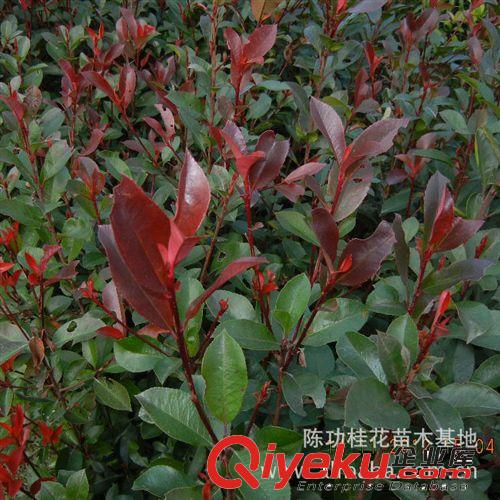 苗木 桂花樹苗批發 紅葉石楠10-50cm 越冷越紅 自產自銷原始圖片3