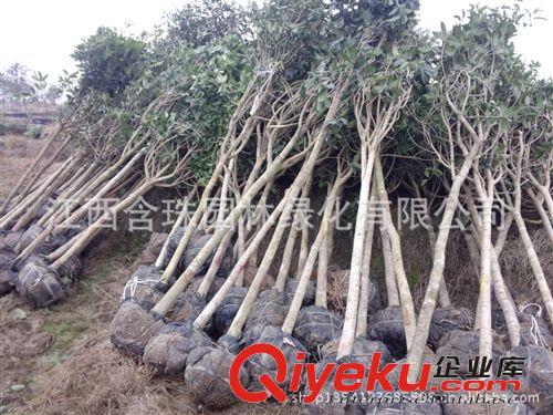 供應(yīng)高品質(zhì)1.2米以上高分枝八月桂