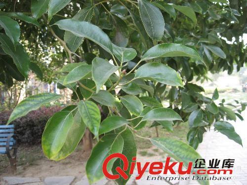 移栽3年香樟 米徑8-12cm  優(yōu)質(zhì)香樟樹(shù)