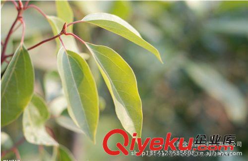 移栽3年香樟 米徑8-12cm  優質香樟樹